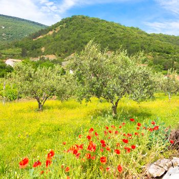 Field of Poppy Flowers Papaver rhoeas and olive trees in Spring.