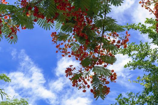 Tree Delonix Regia, syn. Poinciana Regia. Thailand