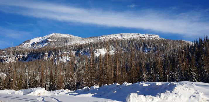 View of pike forest in the winter with blue sky