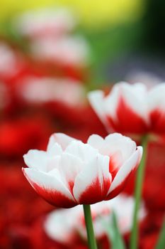 colorful tulip flower garden background