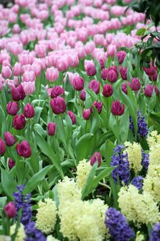 colorful tulip flower garden background