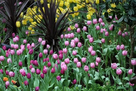 colorful tulip flower garden background
