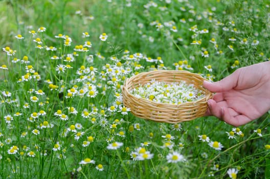 female hand hold little wicker basket with chamomile flower on summer nature background