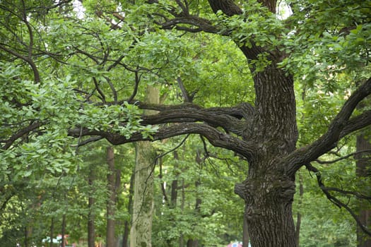 Green branch of oak in the park