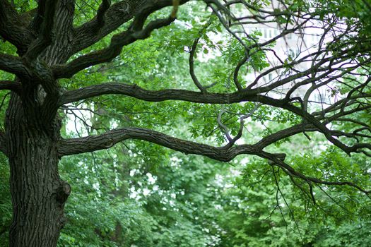 Trunk and branch of oak in the green park