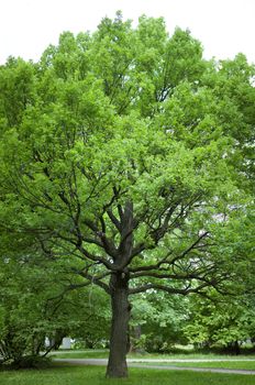 Green big tree of oak in the park