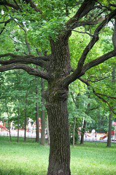 Trunk and branch of oak in the green park