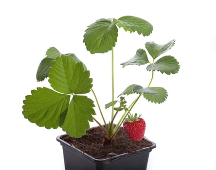 Isolated bush of wild strawberry in the soil