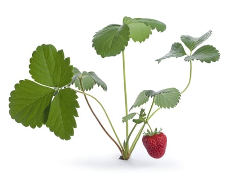 Isolated bush of wild strawberry on the white