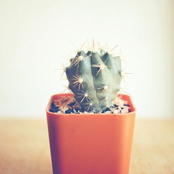 Cactus for decorated with retro filter effect 