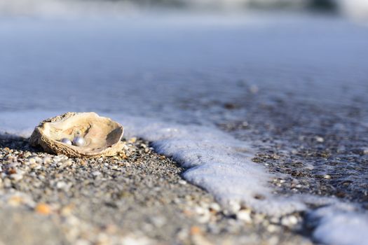 Australian pearls over an old shell on the beach washed by the waves of the sea.