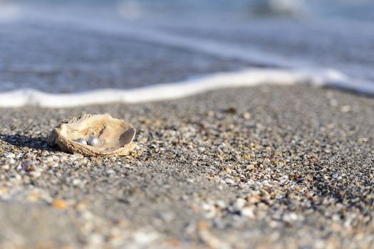 Australian pearls over an old shell on the beach washed by the waves of the sea.