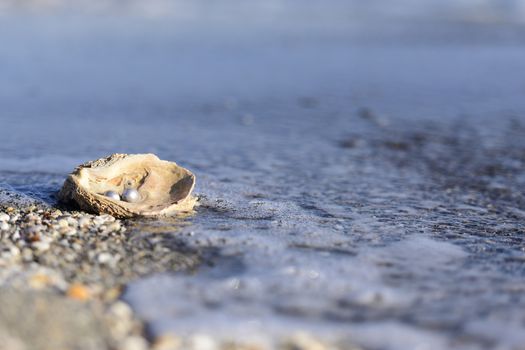 Australian pearls over an old shell on the beach washed by the waves of the sea.