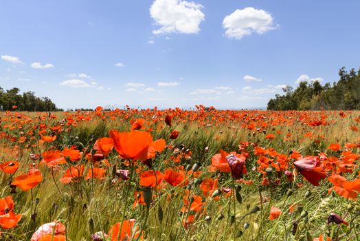 Meadow with poppies on roadside.