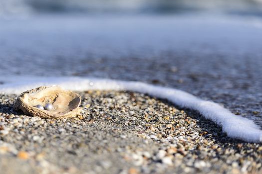 Australian pearls over an old shell on the beach washed by the waves of the sea.