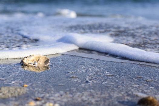 Australian pearls over an old shell on the beach washed by the waves of the sea.