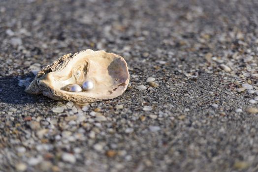 Australian pearls over an old shell on the beach washed by the waves of the sea.