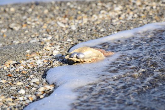 Australian pearls over an old shell on the beach washed by the waves of the sea.