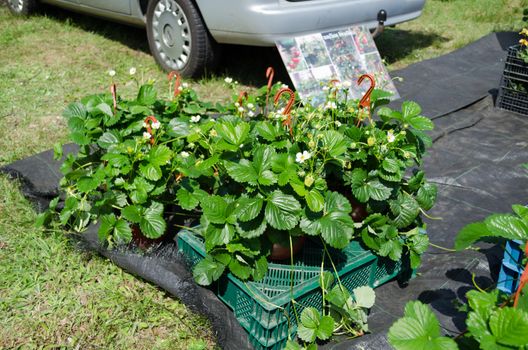 Closeup of strawberry seedling plants with red blooms and ripe berry in pots sold in agricultural festival.