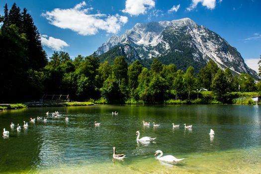 Group of birds in high Alps Austria