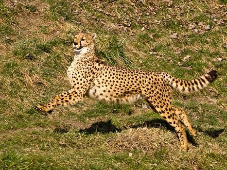 Cheetah on the hunt