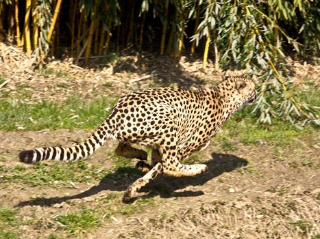 Cheetah on the run