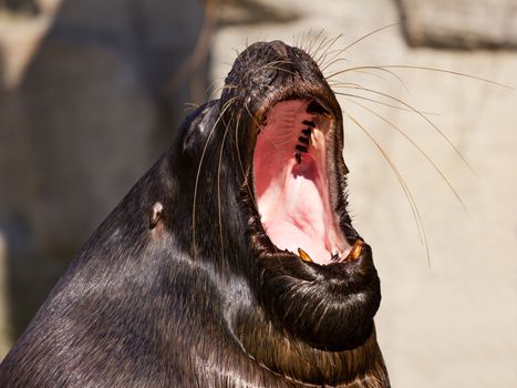 Tired sea lion yawning