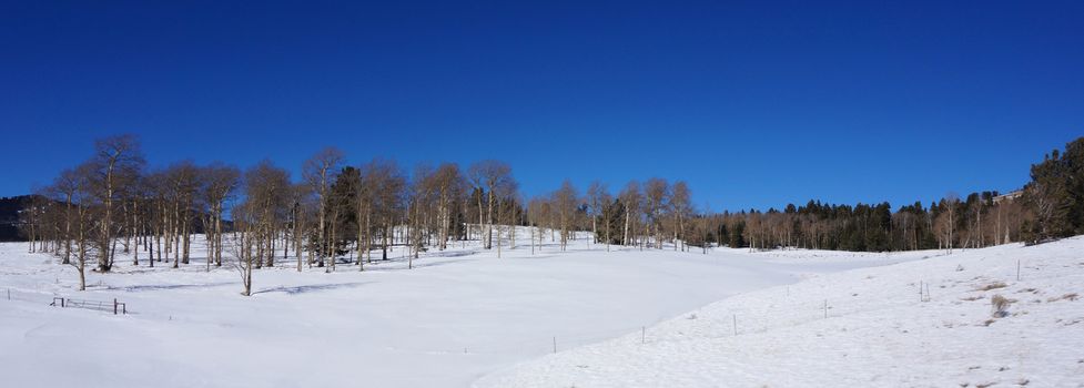 Scenic view of America forest in the winter