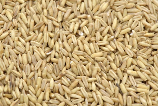Close-up of oatsseed