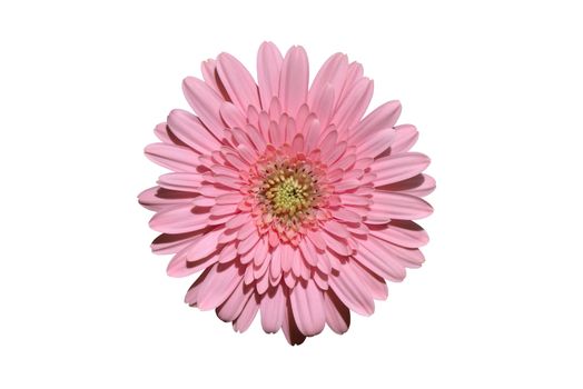 Cloese-up of pink gerbera  isolated