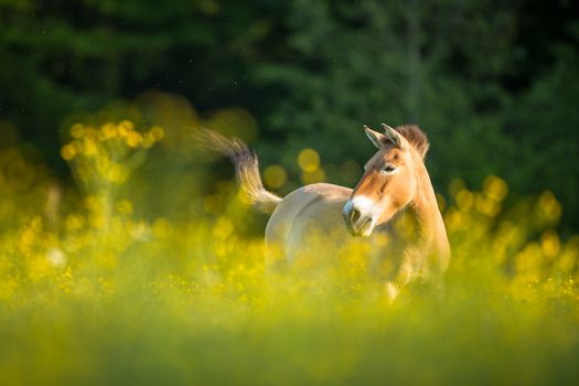 Przewalski horse grazing on a lovely meadow