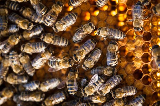 Macro shot of bees swarming on a honeycomb