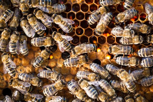 Macro shot of bees swarming on a honeycomb