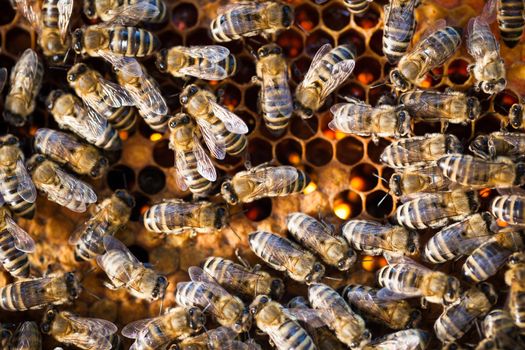 Macro shot of bees swarming on a honeycomb