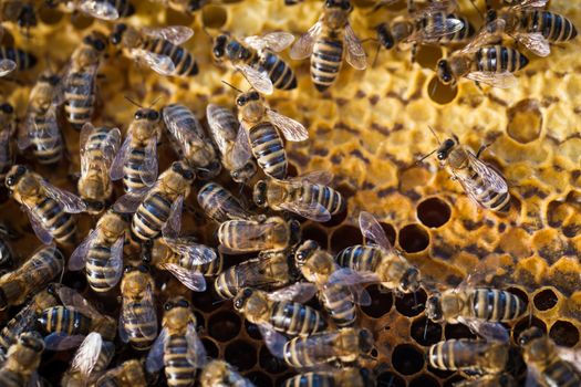 Macro shot of bees swarming on a honeycomb