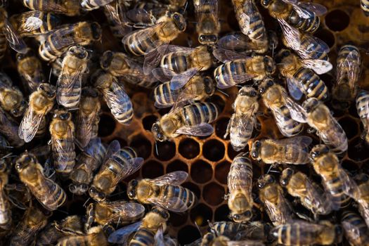 Macro shot of bees swarming on a honeycomb