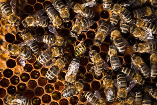 Macro shot of bees swarming on a honeycomb