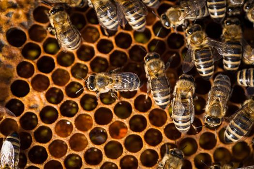 Macro shot of bees swarming on a honeycomb