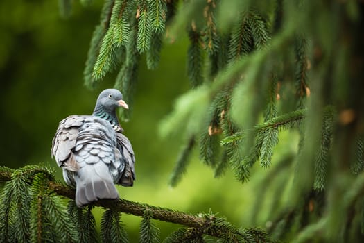 Common Wood Pigeon (Columba palumbus)