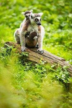 Lemur kata (Lemur catta)