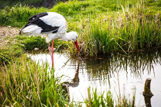 White stork hunting