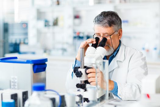 senior male researcher carrying out scientific research in a lab using a microscope (shallow DOF; color toned image)