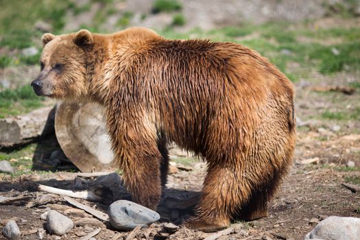 Full body profile of a big female Grizzly bear