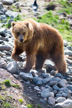 Full body profile of a big female Grizzly bear