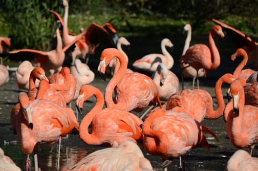 flamingos