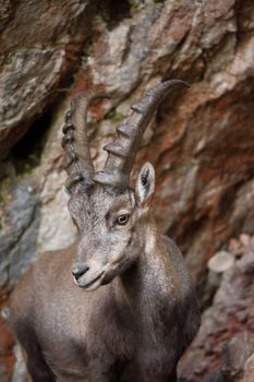 Alpine Ibex closeup in the mountains