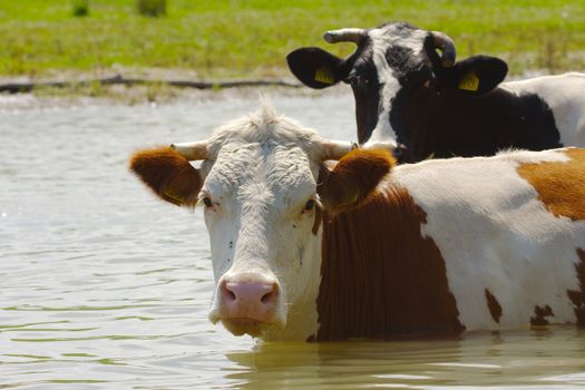 Cow grazing on a green field