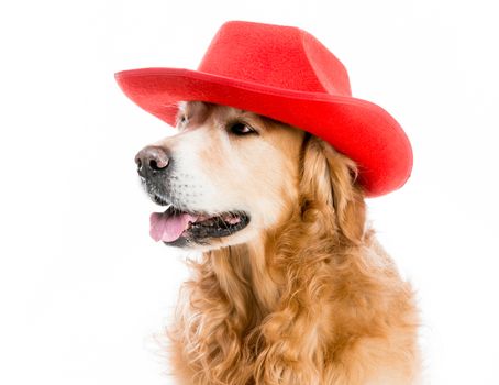Beautiful Retriever redhead in red cowboy hat isolated on white background