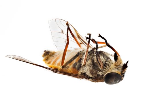 Highly detailed focus stacked macro photo of a fly or small bee lying dead on its back. Use for concepts of dead project or product