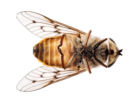 Highly detailed focus stacked macro photo of a fly or small bee lying dead on its back. Use for concepts of dead project or product